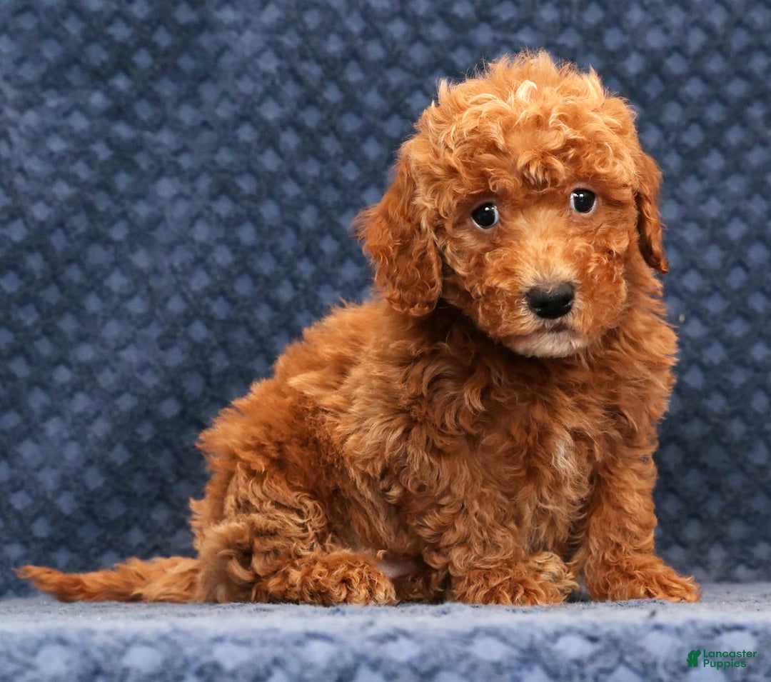 Bichpoo dogs for sale: Ethan - Ad 4