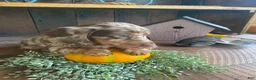 Miniature Dachshund dogs for sale: Lola - Ad 5