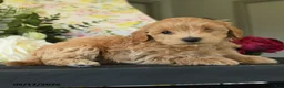 Maltipoo dogs for sale: Suzy - Ad 3