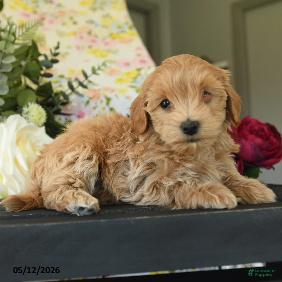 Maltipoo dogs for sale: Suzy - Ad 3