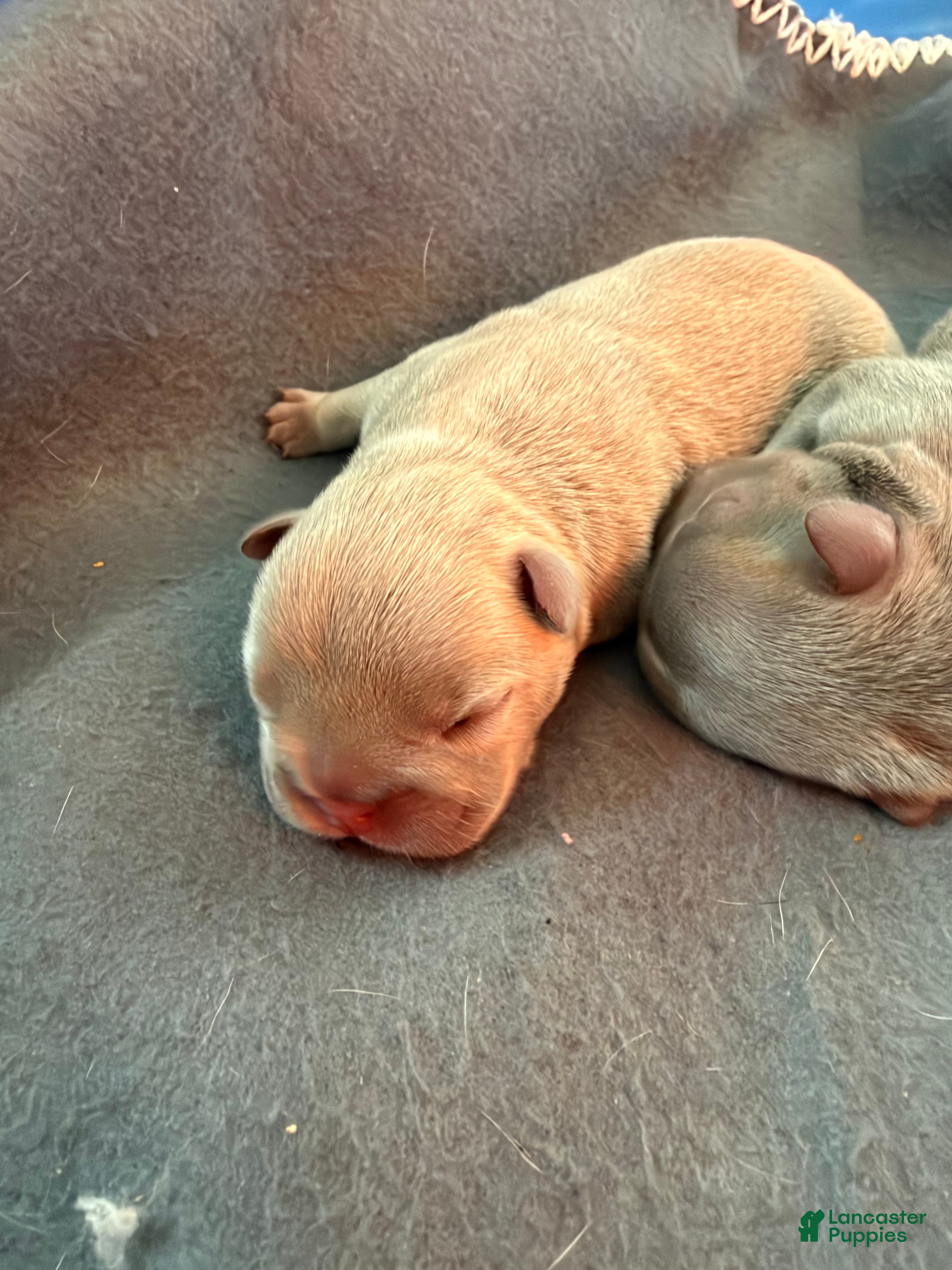 French Bulldog dogs French Bulldog 1 - Ad 2