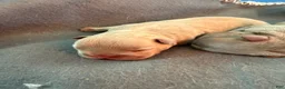 French Bulldog dogs for sale: French Bulldog 1 - Ad 2