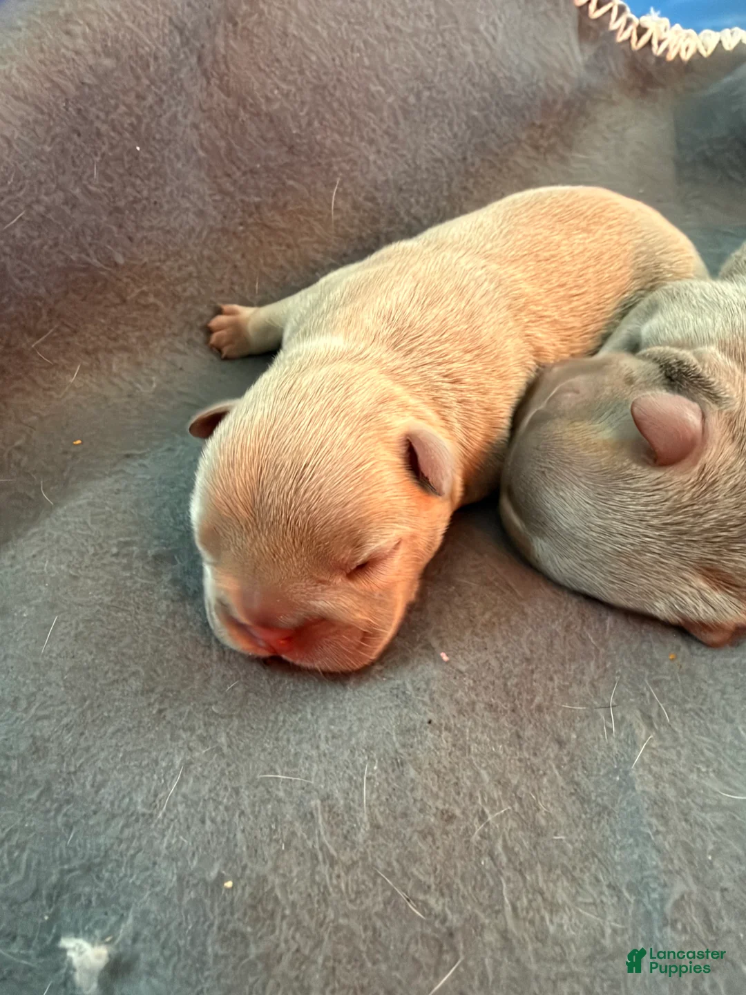 French Bulldog dogs for sale: French Bulldog 1 - Ad 2