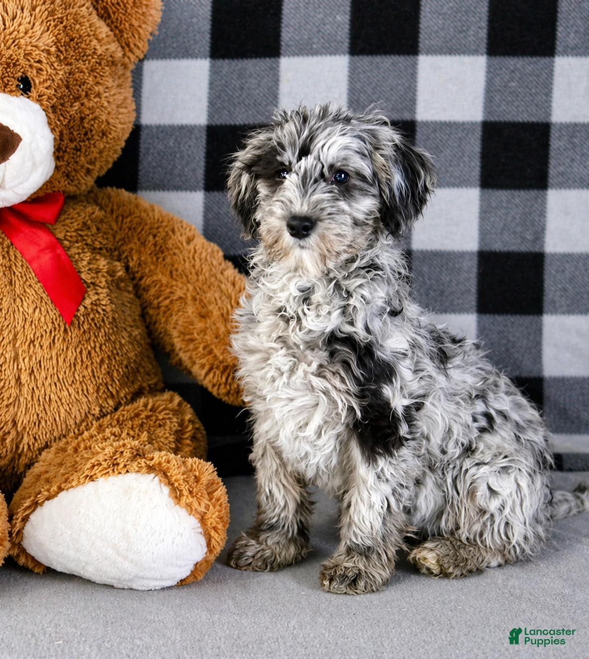 Mixed Breed dogs Raven - Ad 2