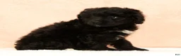 Mini Aussiedoodle dogs for sale: Molly - Ad 9