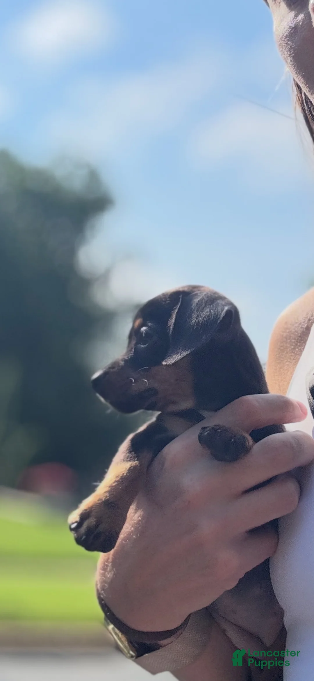 Chiweenie dogs for sale: Dora - Ad 2