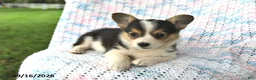 Welsh Corgi Pembroke dogs for sale: Aurora - Ad 4