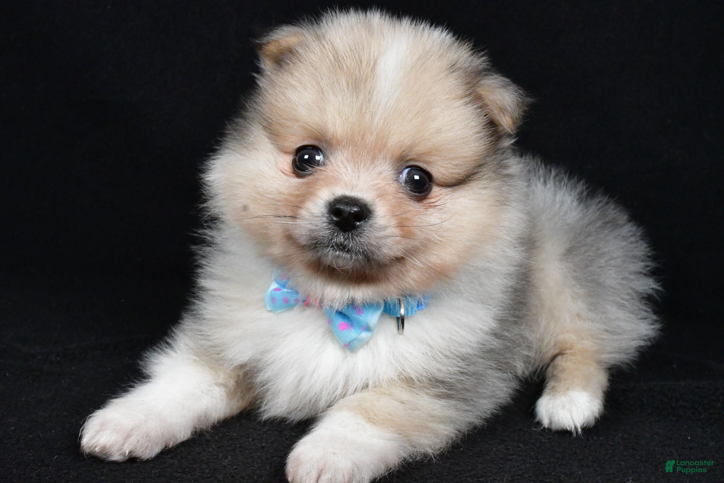 Pomeranian dogs Mark - Ad 20