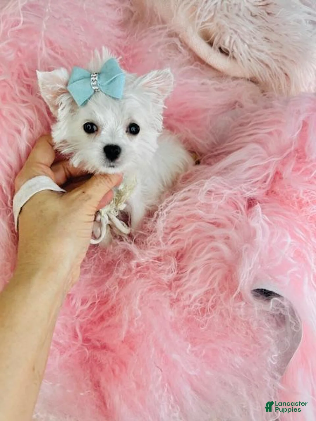 Maltese dogs for sale: Maltese Puppy 1 - Ad 2