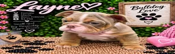 English Bulldog dogs for sale: Layne - Ad 2