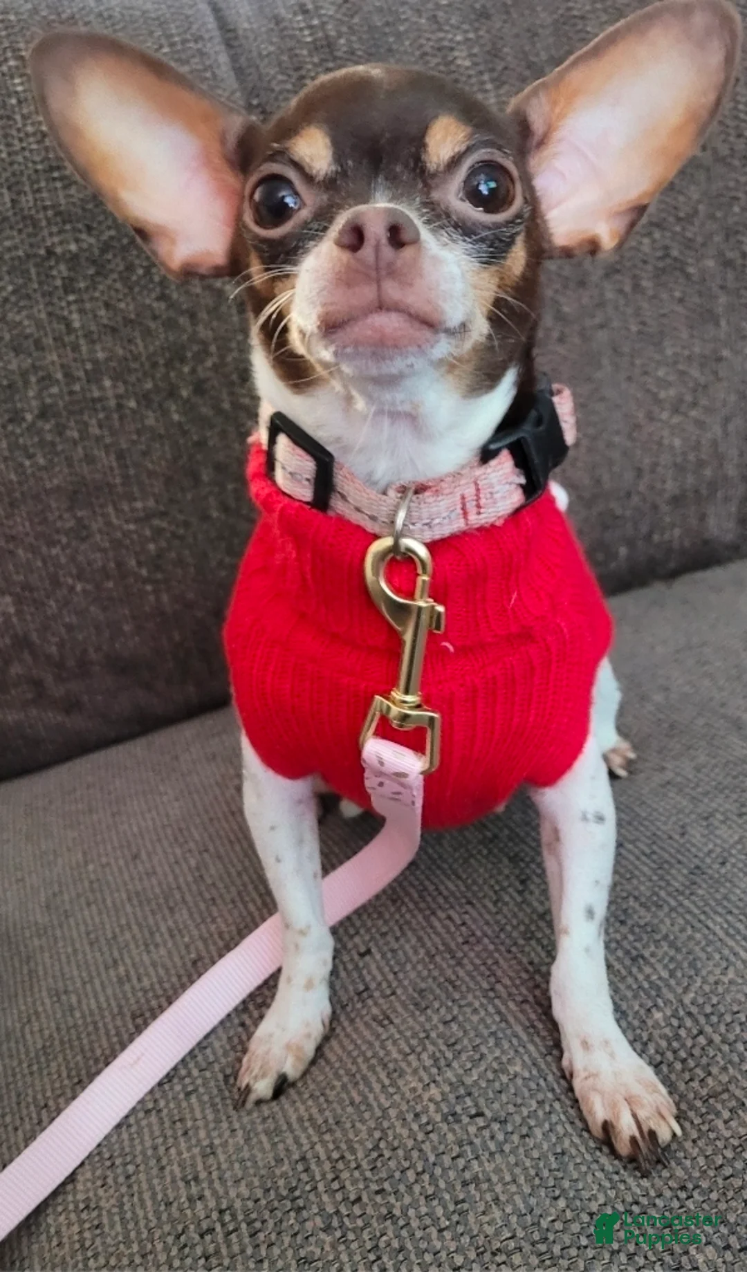 Chihuahua dogs for sale: Teacup Red Fawn girl, Nationwide Delivery  - Ad 10