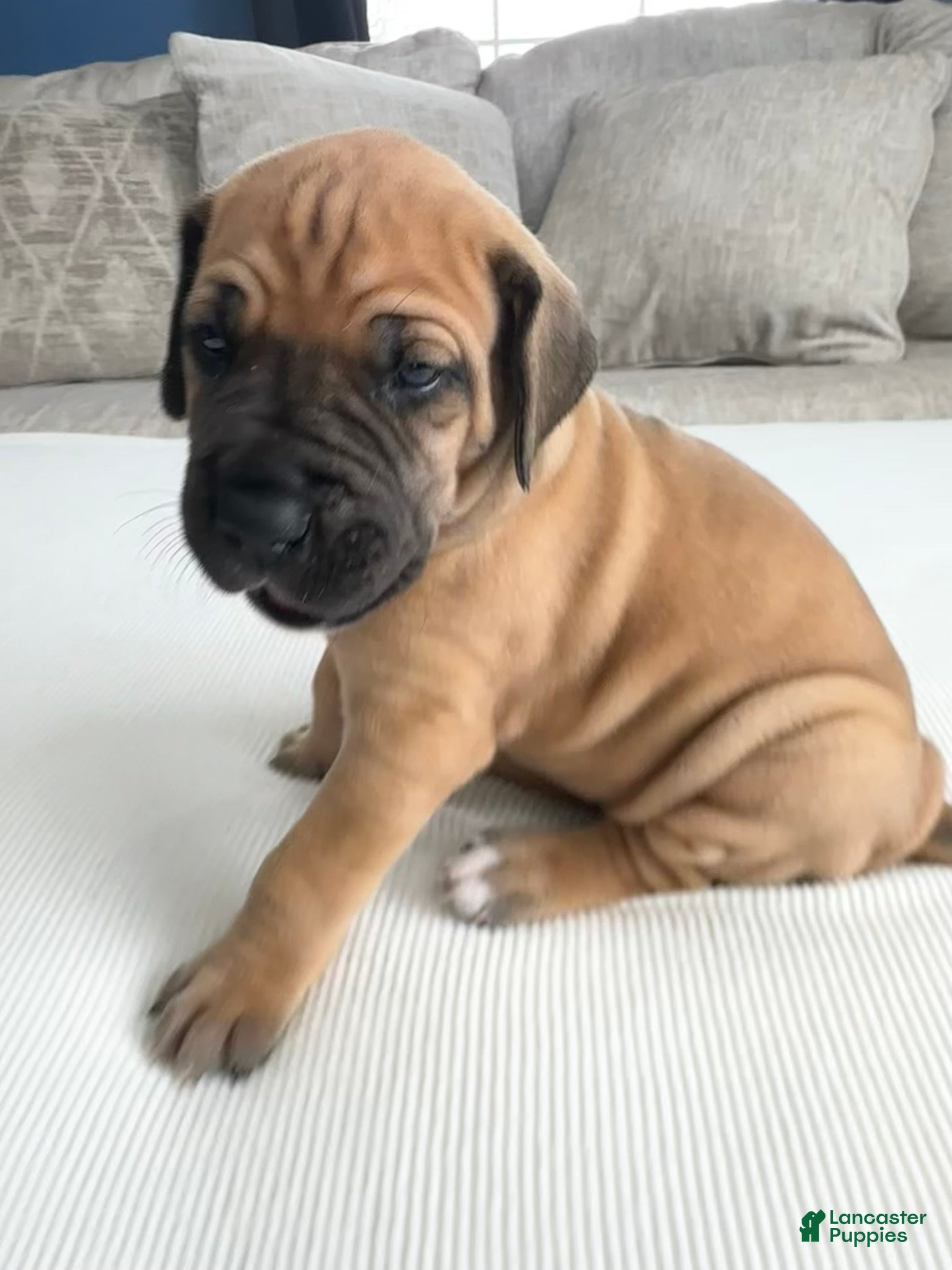 Great Dane dogs Pink Collar - Ad 39