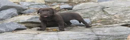 Labrador Retriever dogs for sale: Samantha Labrador Retriever  - Ad 12