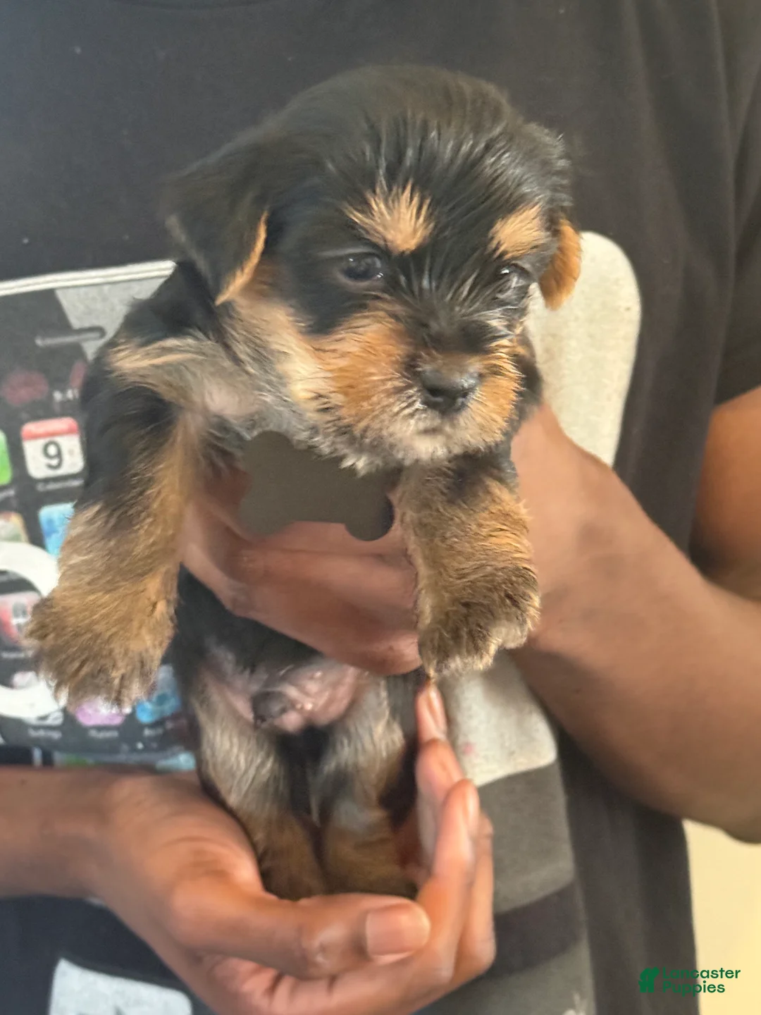 Yorkshire Terrier dogs for sale: Rome - Ad 2