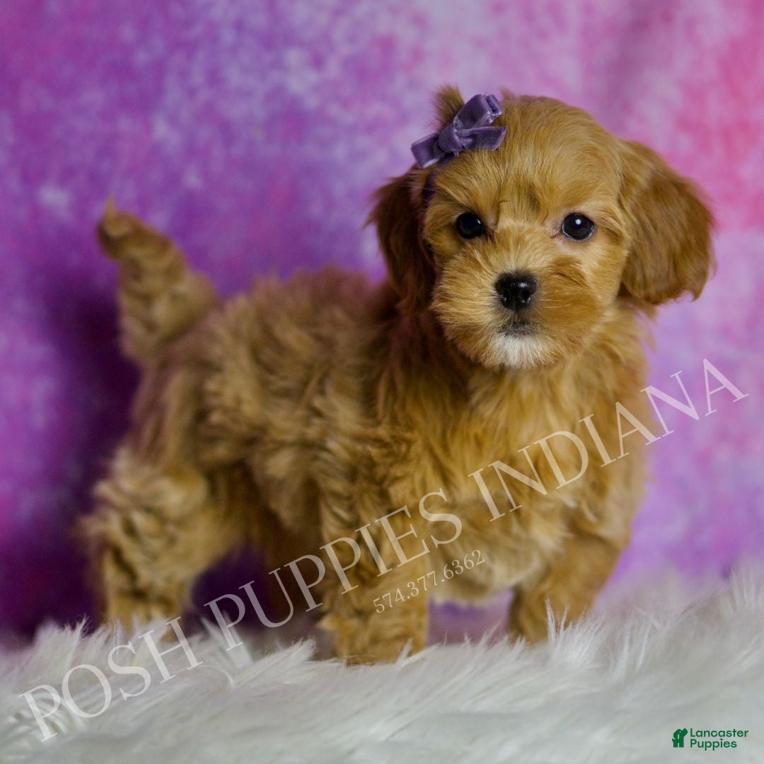 Mini Goldendoodle dogs Bailey - Ad 41