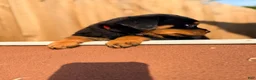 Rottweiler dogs for sale: Rottweiler 2 - Ad 1