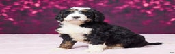 Bernedoodle dogs for sale: Ginger - Ad 3