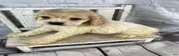 Cocker Spaniel dogs for sale: Clover - Ad 7