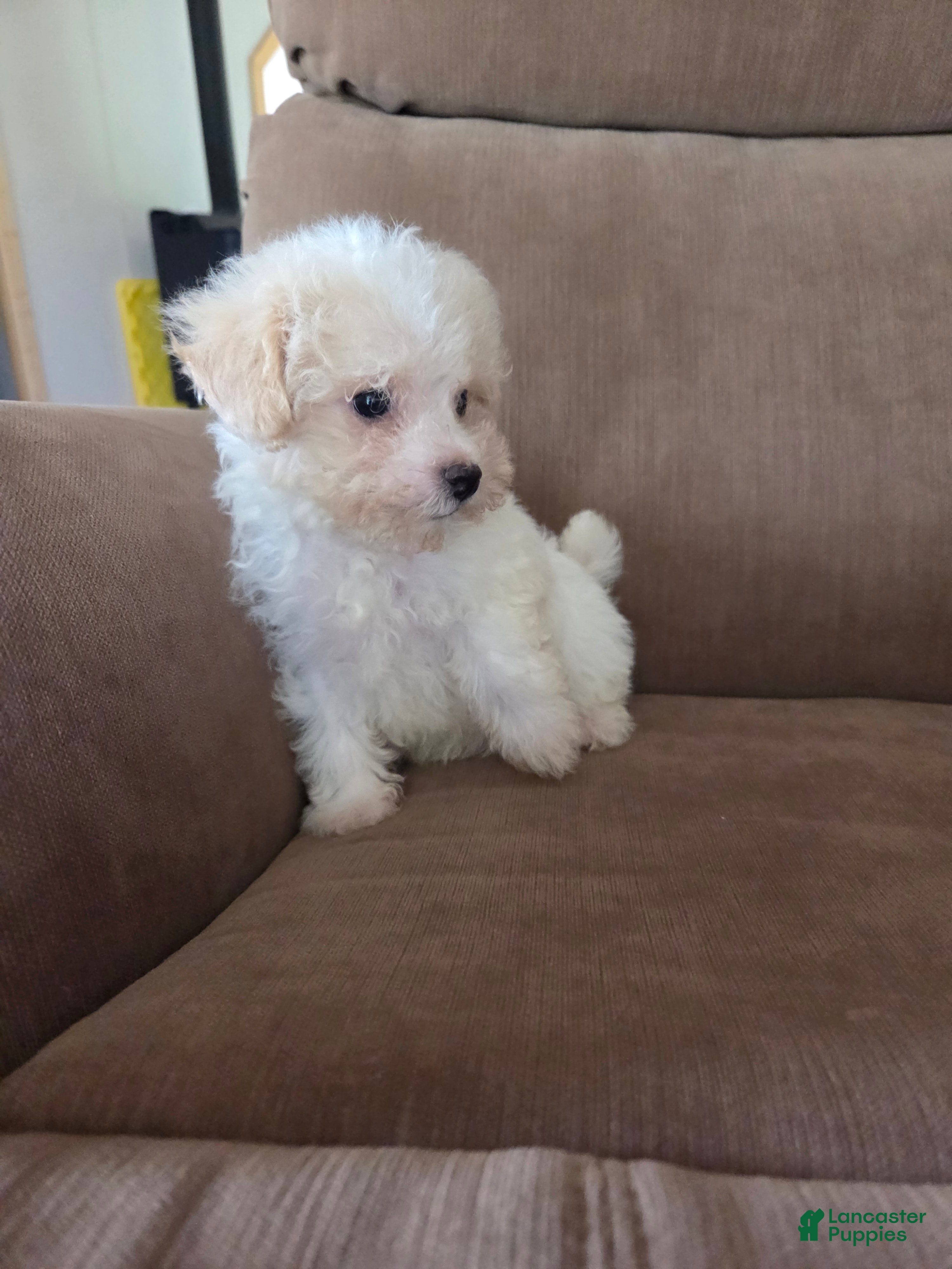 Maltipoo dogs Shep - Ad 2