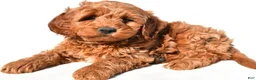 Mini Goldendoodle dogs for sale: Braxton - Ad 7