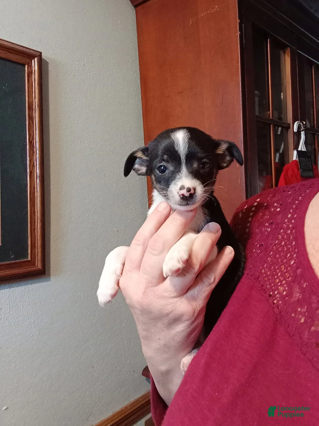 Chihuahua dogs for sale: Tiny Sammy-REGISTERED  - Ad 1