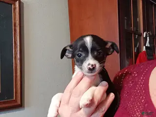 Chihuahua dogs Tiny Sammy-REGISTERED - Ad 39