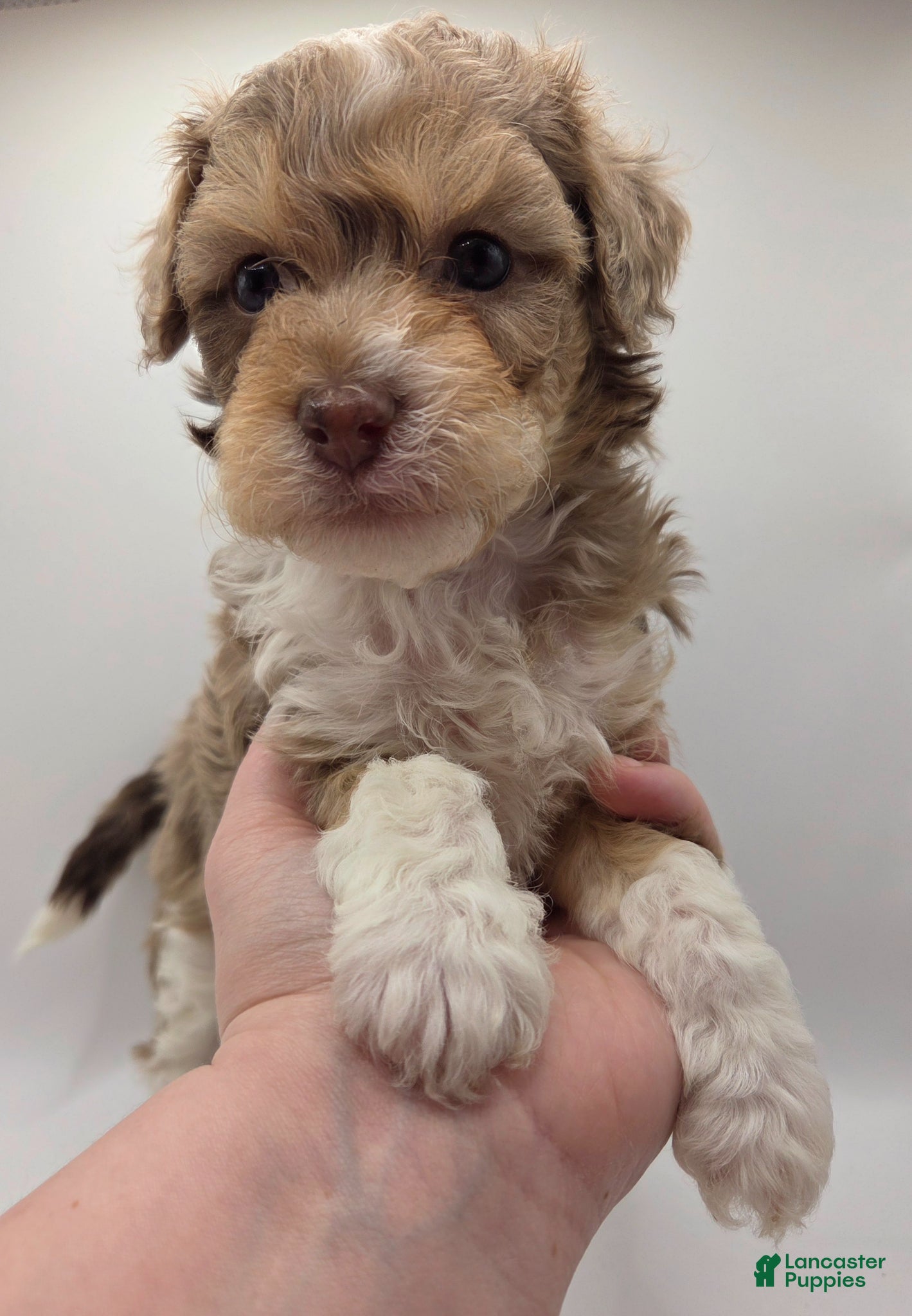 Miniature Poodle dogs Aurora - AKC Mini Poodle - Ad 6