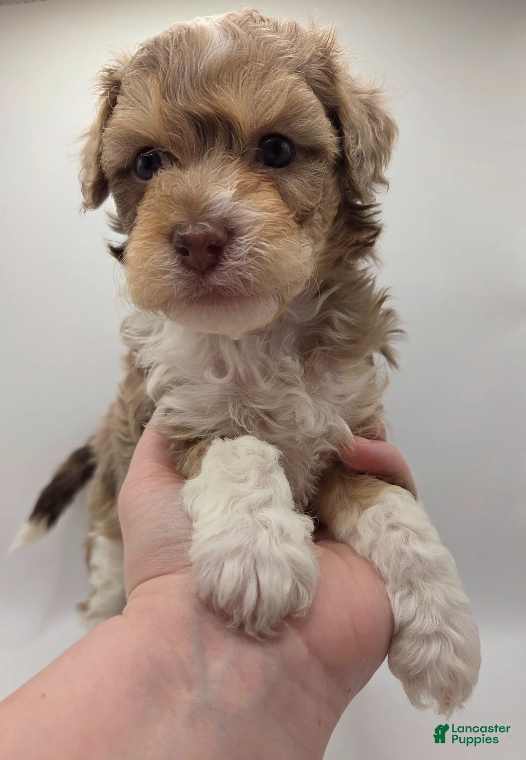 Miniature Poodle dogs for sale: Aurora - AKC Mini Poodle - Ad 1