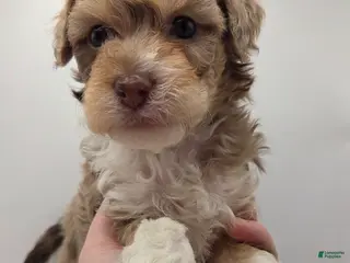 Miniature Poodle dogs Aurora - AKC Mini Poodle - Ad 8