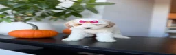 Toy Poodle dogs for sale: Teacup Nova - Ad 4