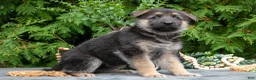 German Shepherd dogs for sale: Vixen - Ad 3