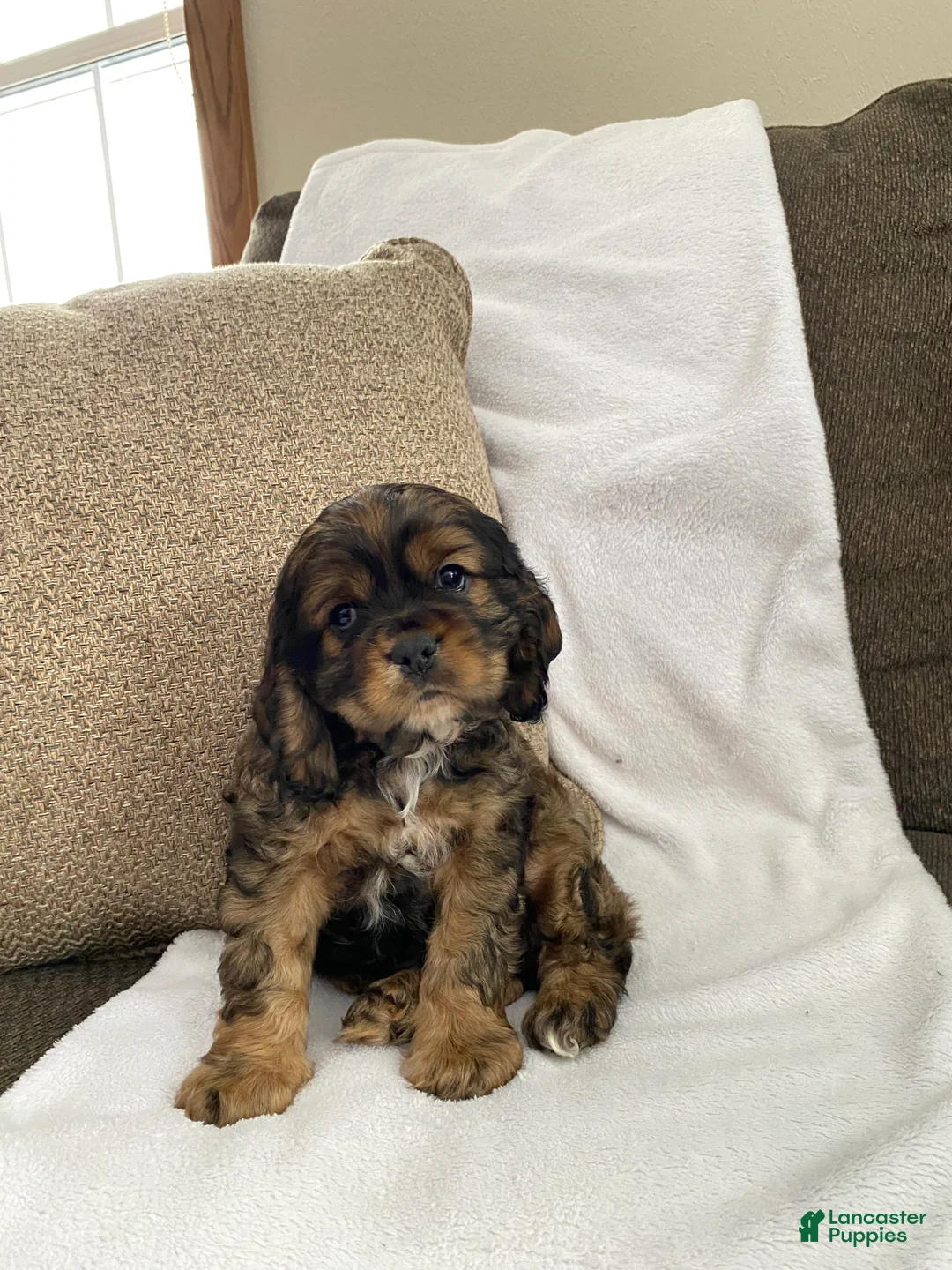 Cocker Spaniel dogs for sale: Trevor - Ad 4