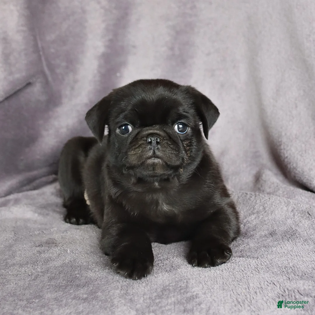 Pug dogs for sale: Blackberry - Ad 1