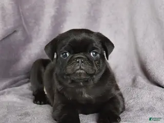 Pug dogs for sale: Blackberry - Ad 1