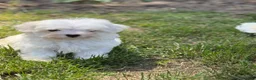 Maltese dogs for sale: Maltese Puppy 1 - Ad 4
