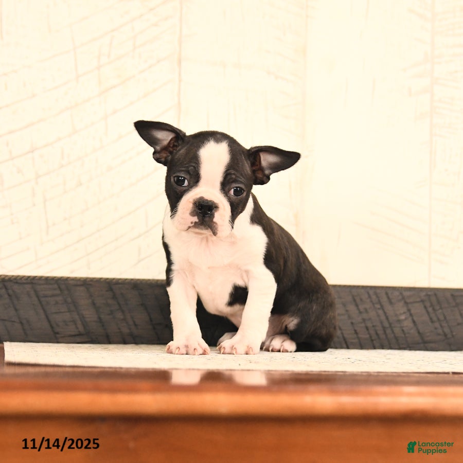 Boston Terrier dogs Jemma  - Ad 12
