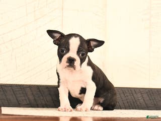 Boston Terrier dogs Jemma - Ad 32