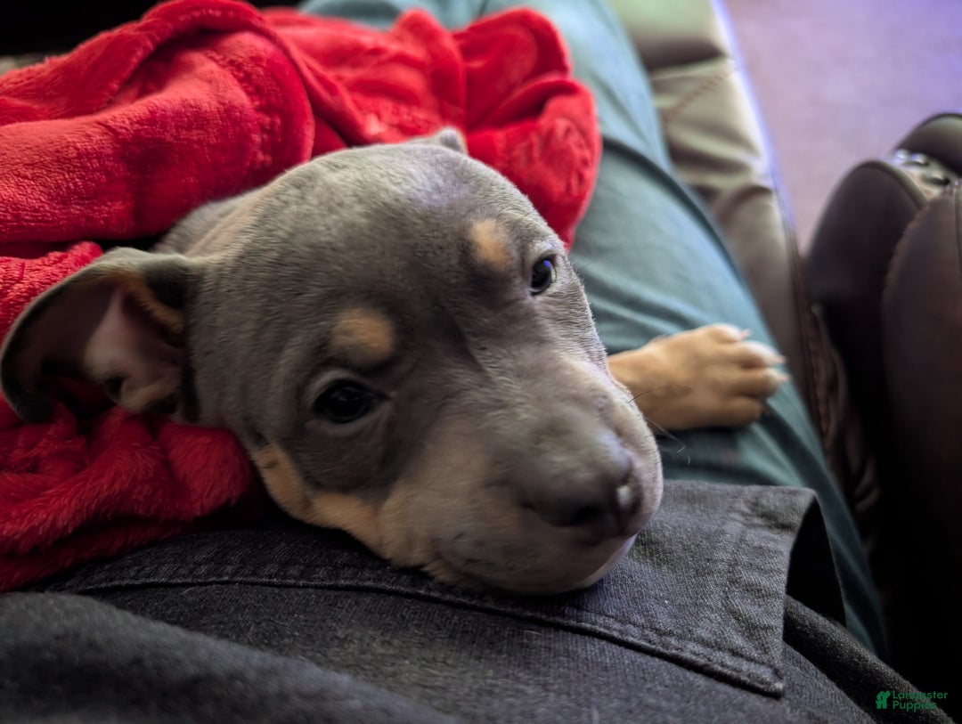 American Bully dogs for sale: American Bully Puppy 1 - Ad 5