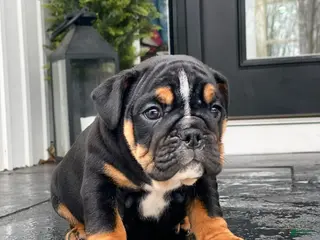 English Bulldog dogs Sweetheart - Ad 25