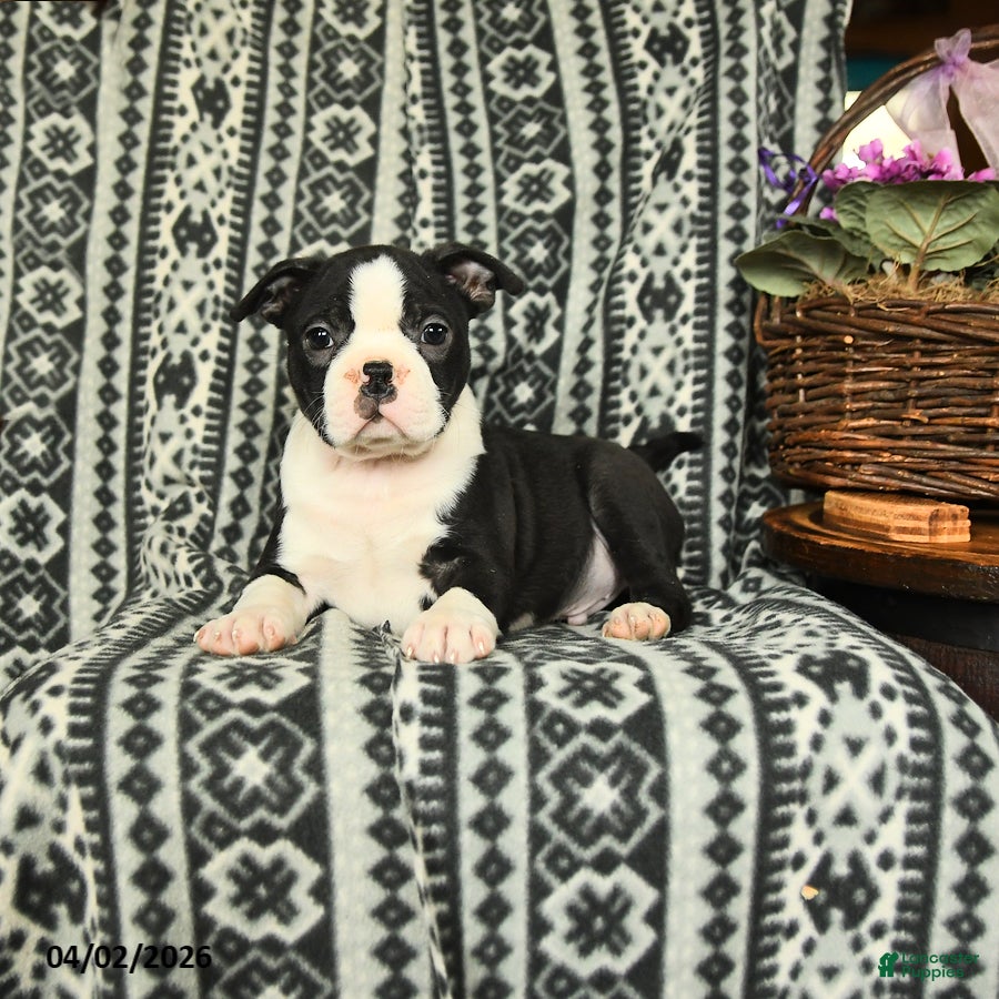 Boston Terrier dogs Kennedy - Ad 2