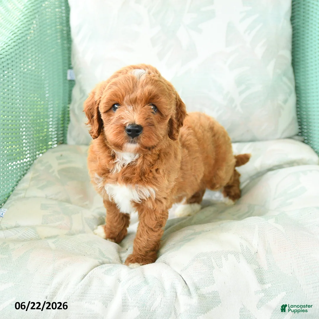 Miniature Poodle dogs for sale: Marcus - Ad 1