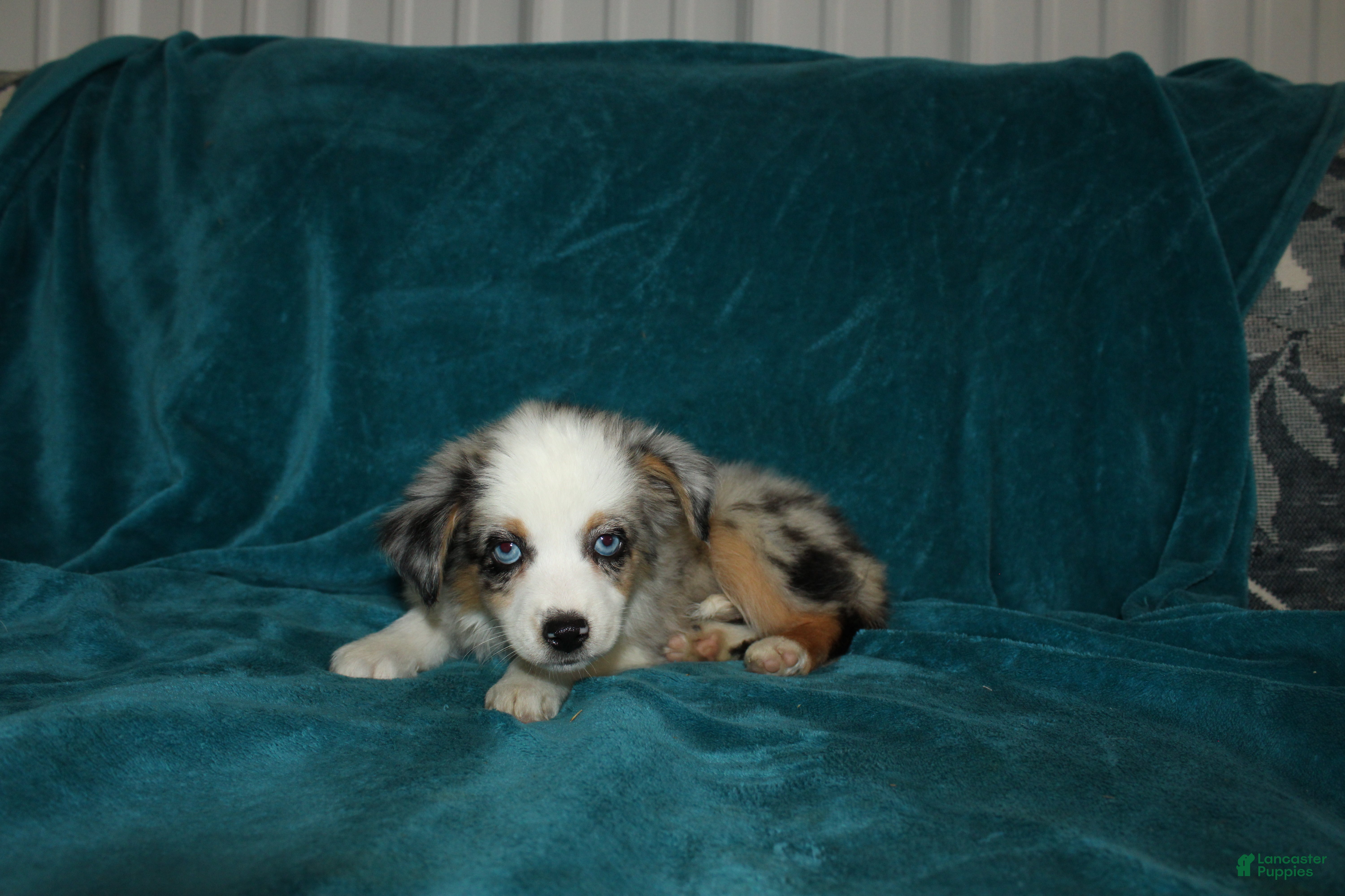 Miniature Australian Shepherd dogs for sale: Pansy - Ad 3
