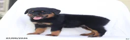 Rottweiler dogs for sale: Renzo - Ad 3