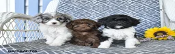 Cavapoo dogs for sale: Charm  - Ad 3