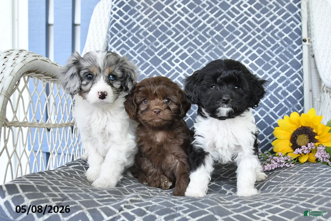 Cavapoo dogs for sale: Charm  - Ad 3