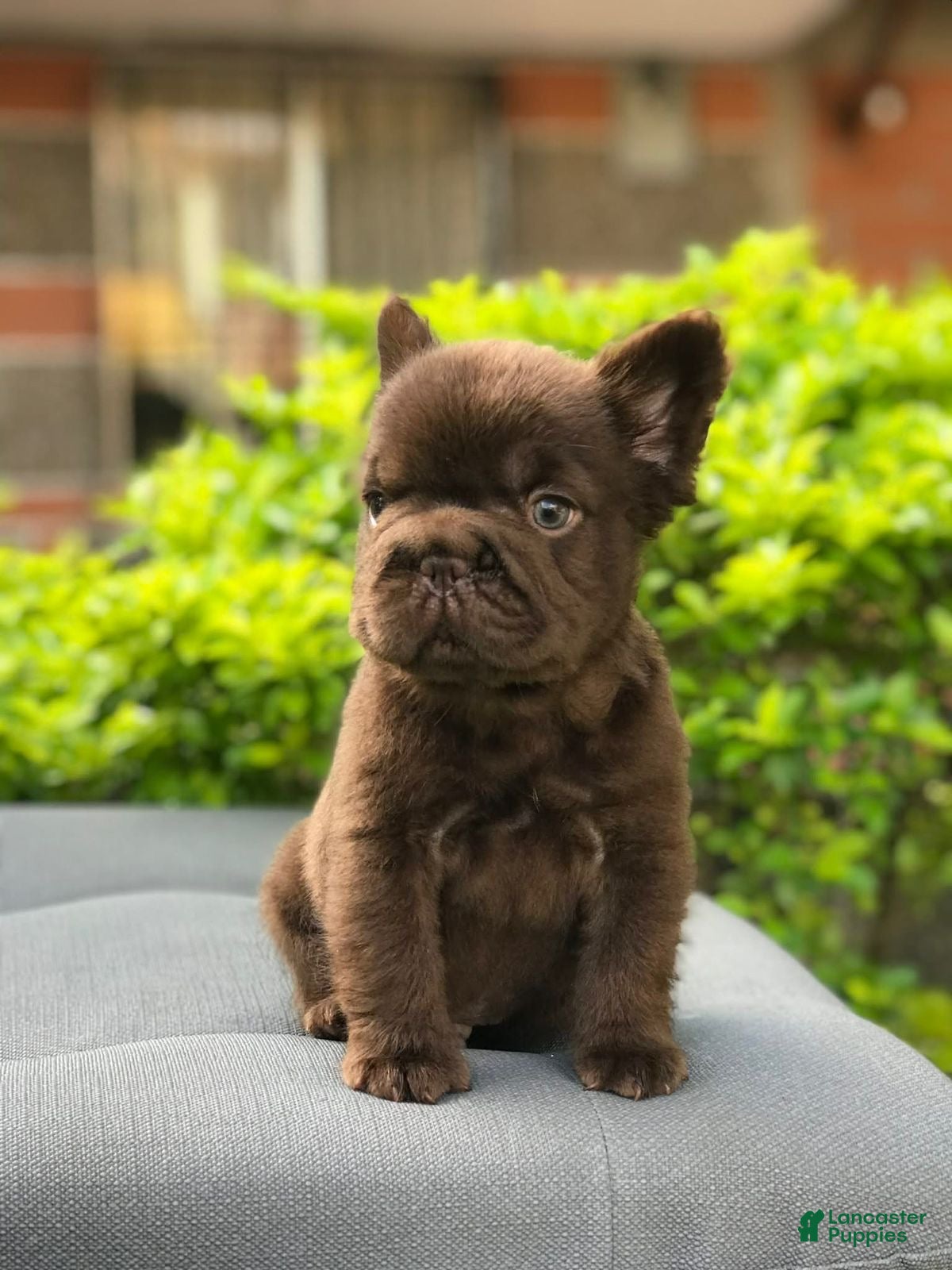 French Bulldog dogs Bear - Ad 2