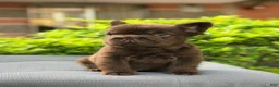 French Bulldog dogs for sale: Bear - Ad 2