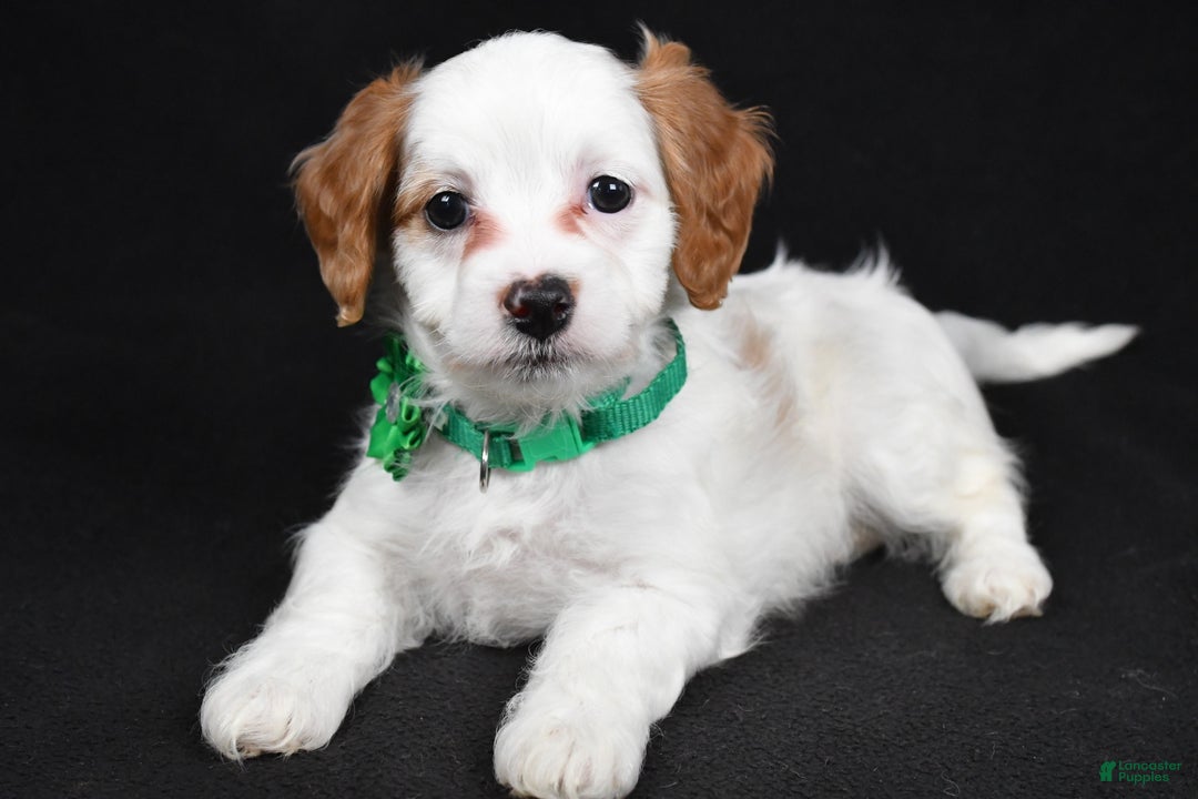 Cavapoo dogs for sale: Sophia  - Ad 6