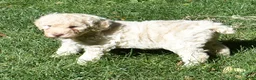 Standard Poodle dogs for sale: Standard Poodle 13 Cream - Ad 4