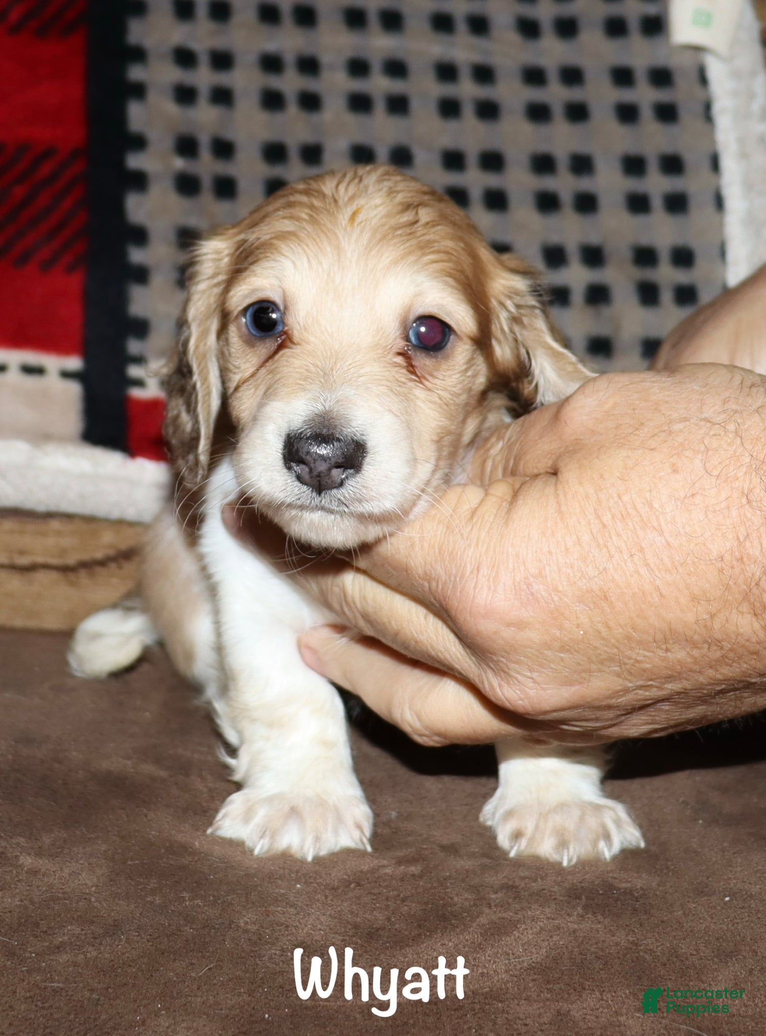 Miniature Dachshund dogs Whyatt - Ad 26